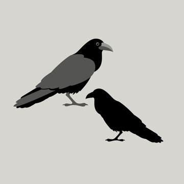 raven bird vector illustration style Flat