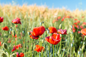 Field of poppies on a beautiful sunny day