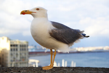 seagull