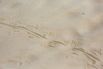 Trails of the lizard in the sand.