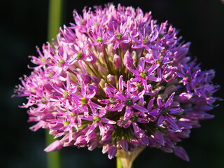 Allium 'Gladiator' in ful bloom  