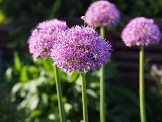 Allium 'Gladiator' in ful bloom