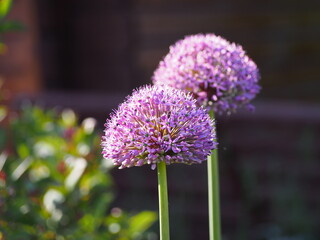 Allium 'Gladiator' in ful bloom  