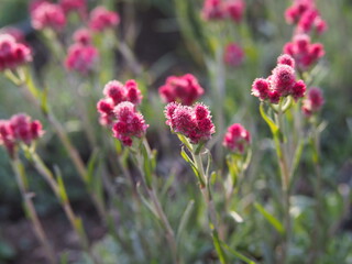 Antennaria dioica 'Rubra' - Pink Pussy-toes in full bloom 