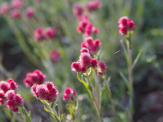 Fototapeta premium Antennaria dioica 'Rubra' - Pink Pussy-toes in full bloom 