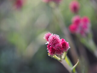 Antennaria dioica 'Rubra' - Pink Pussy-toes in full bloom 
