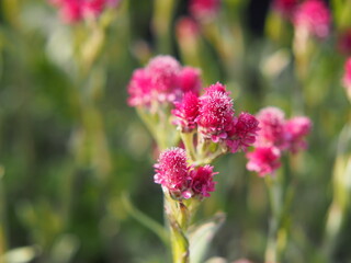Fototapeta premium Antennaria dioica 'Rubra' - Pink Pussy-toes in full bloom 