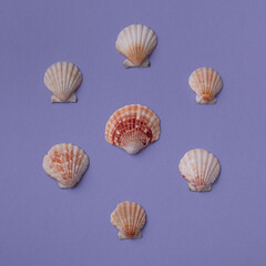 Summer background: From above composition of star silhouette composed from seashells on purple. Top view. Flat lay.