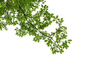 branch of green leaf isolated on white background with copy space for backround, concept for spring...