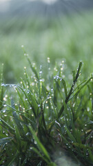 Morning dew on glass leaves under ray of light, abstract background, nature and outdoor concept