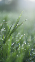 Morning dew on glass leaves under ray of light, abstract background, nature and outdoor concept