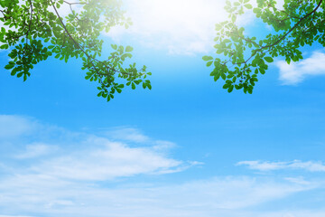 branch of green leaf on blue sky and cloud with sun light and copy space for spring summer abstract background