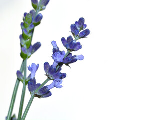 Fototapeta na wymiar Lavender Flower
