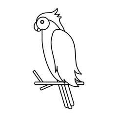 tucan draw illustration icon vector design graphic