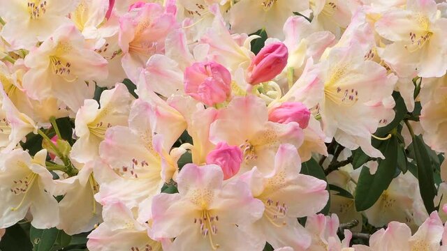 Blooming rhododendron