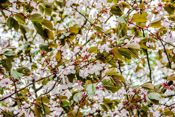 Flowering cherry tree.