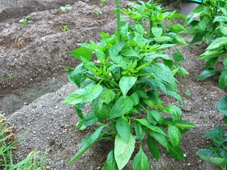 家庭菜園のピーマン栽培