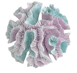 coral on white background © Dmitry
