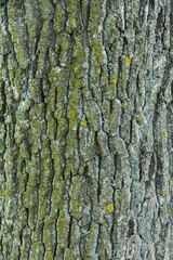 oak bark texture