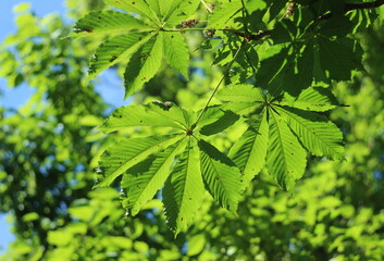Chestnut tree