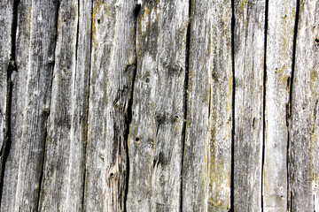 old aged tree wood texture