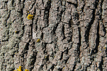 oak bark texture