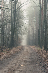 Misterious foggy forest