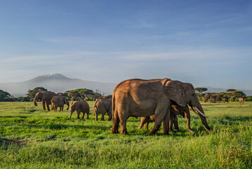Naklejka premium Elephants with Kilimanjaro in background
