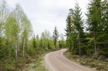 Fototapeta na wymiar Winding gravel road through a forest