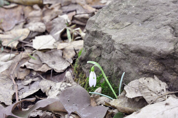 Snowdrop flover at the stone