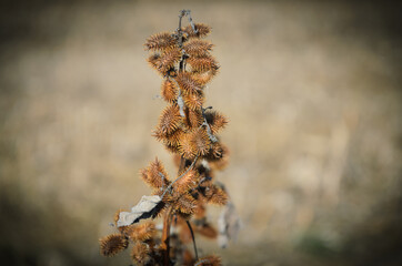 Xanthium strumarium or rough cocklebur dry