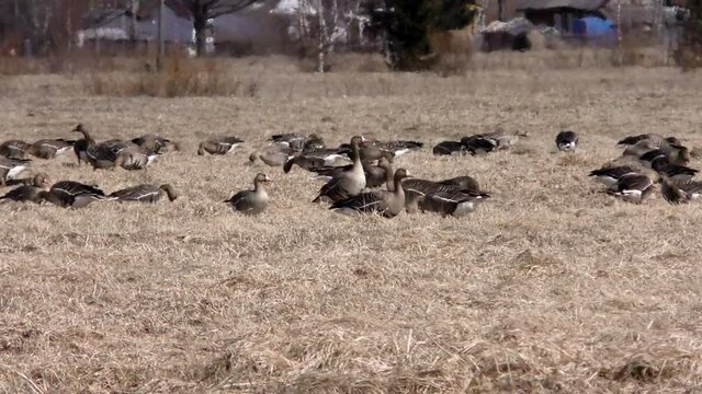 Free wild migratory geese stayed on the field for the rest. Barnacle goose and white-fronted goose grazing on meadow. Flock of wild birds geese spring migration on grass Estonia, shot on big zoom. 