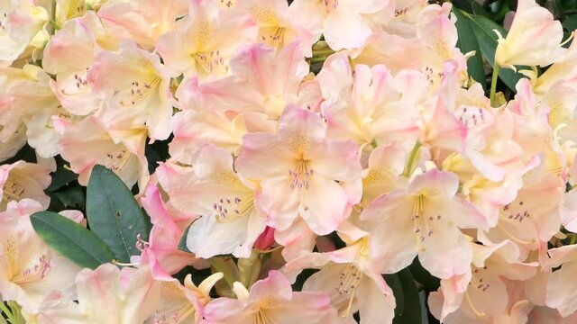 Blooming rhododendron