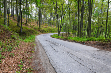 Obraz premium Empty road through forest in spring
