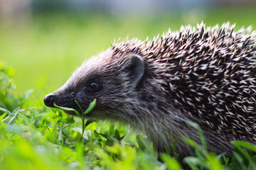 Hedgehog