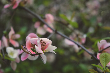 Obraz premium flower