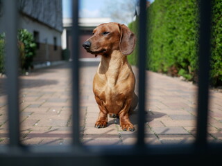 Dog behind the fence