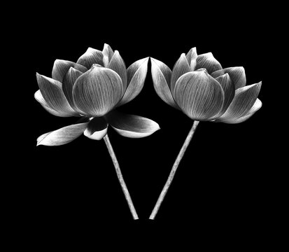 black and white lotus petal flower isolated on black background