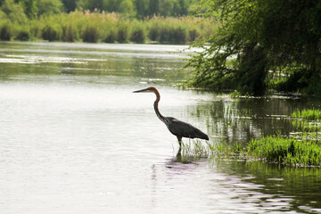 Reiher im Fluss
