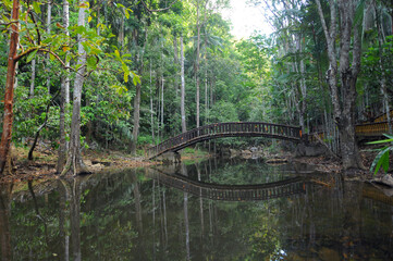 Fototapeta na wymiar A bridge at a forest