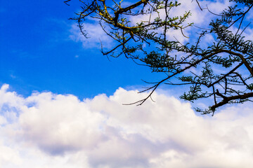 the forest with blue sky