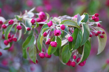 Obraz premium Branch blossoming apple red