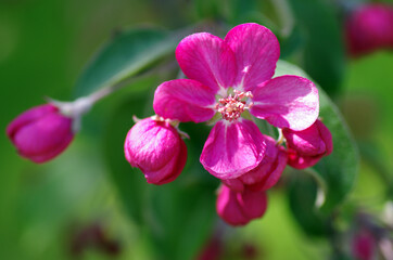 Branch blossoming apple red