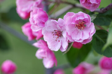 Branch blossoming apple red
