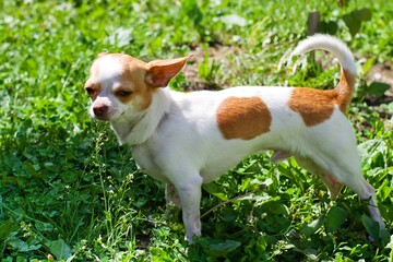 Chihuahua in the garden