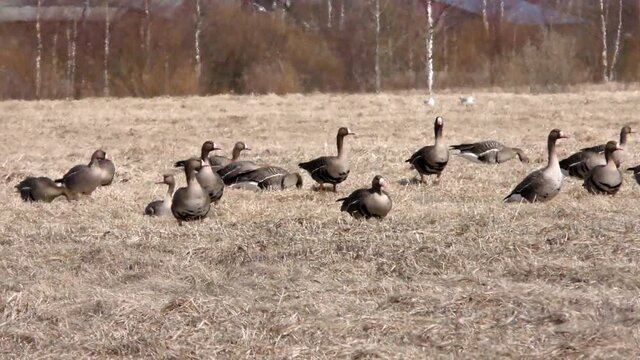 Free wild migratory geese stayed on the field for rest. Barnacle goose and white-fronted goose grazing in meadow. Flock of wild birds geese spring migration on the grass Estonia, shot on big zoom. 