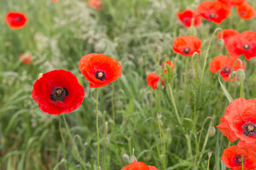 Poppies, Poppy field