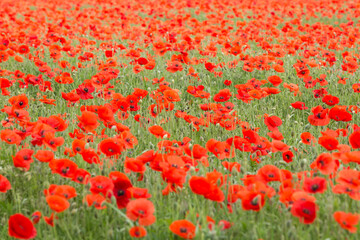 Poppy field , poppies