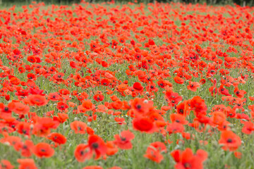 Poppy field , poppies