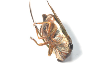 Cicada breed of Asia isolate on white background
